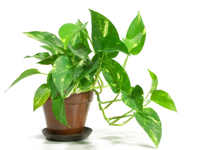 Hanging Plants Indoor | Golden Pothos: An Enduring Indoor Plant with Unparalleled Versatility
