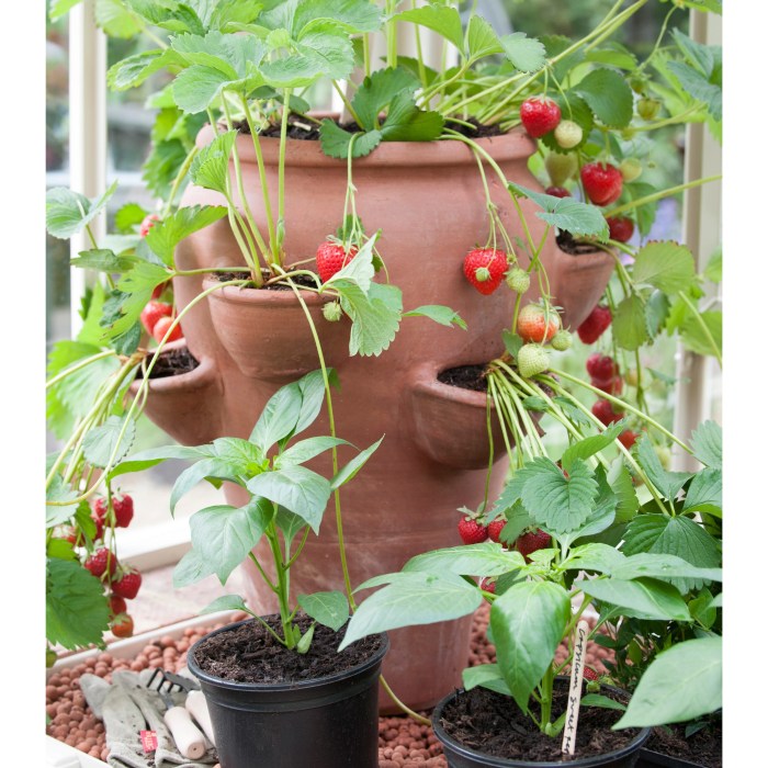 Hanging Plants Indoor | Strawberry Planters from Bunnings: A Comprehensive Guide to Growing Strawberries Vertically