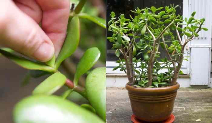 Hanging Plants Indoor | Trim Jade Plants: Techniques, Timing, and Benefits