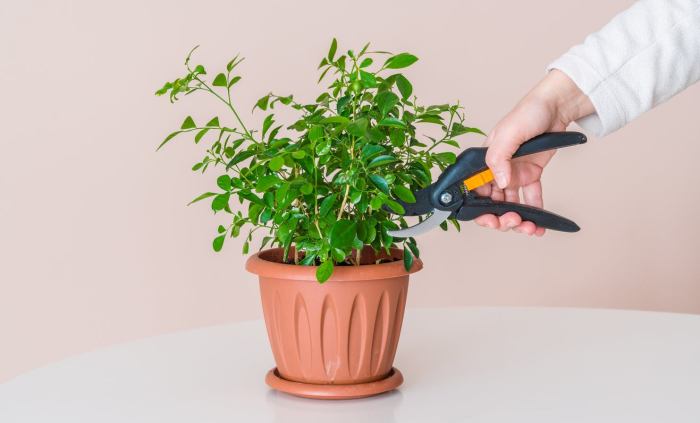 Hanging Plants Indoor | Master the Art of Indoor Plant Trimming: A Comprehensive Guide