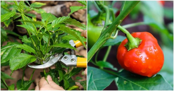 Hanging Plants Indoor | Prune Pepper Plants in Pots: Essential Guide for Bountiful Harvests