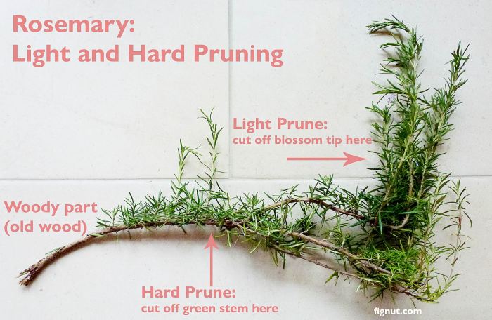 Hanging Plants Indoor | Master the Art of Rosemary Pruning: A Comprehensive Guide to Healthy, Vibrant Plants