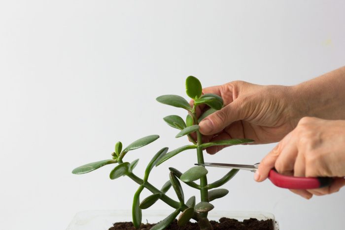 Hanging Plants Indoor | How to Trim Succulent Plants: A Guide to Shaping and Styling