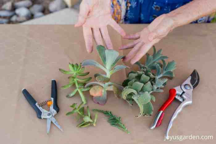 Hanging Plants Indoor | How to Trim Succulent Plants: A Guide to Shaping and Styling