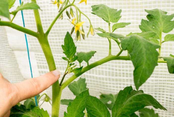 Hanging Plants Indoor | How to Trim Tomato Plants for Optimal Growth and Yield