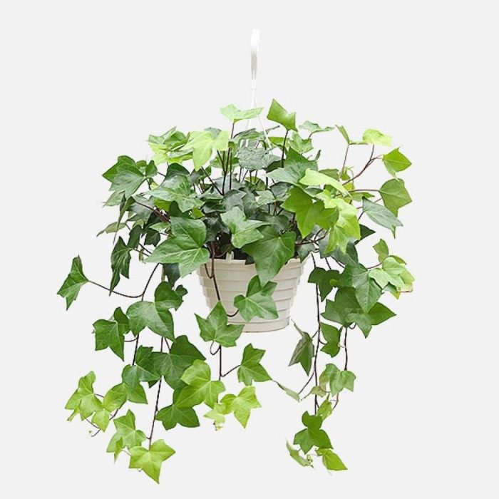 Hanging Plants Indoor | Best Indoor Trailing Plants for Low Light: A Guide to Beautifying Dark Spaces