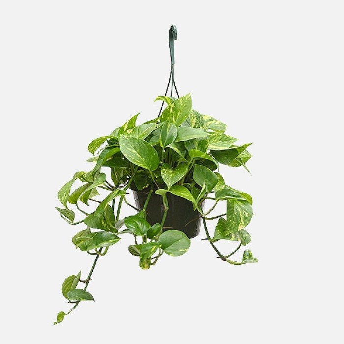Hanging Plants Indoor | Best Pots for Hanging Pothos: A Comprehensive Guide to Choosing the Perfect Vessel