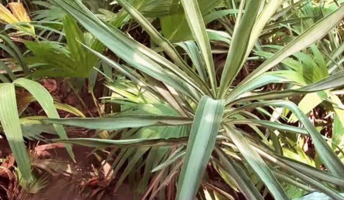 Hanging Plants Indoor | How to Trim Yucca Plants for Optimal Health and Aesthetics