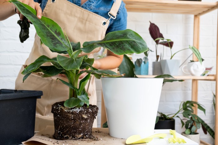 Hanging Plants Indoor | Repotting Hanging Plants: A Step-by-Step Guide for Thriving Greenery