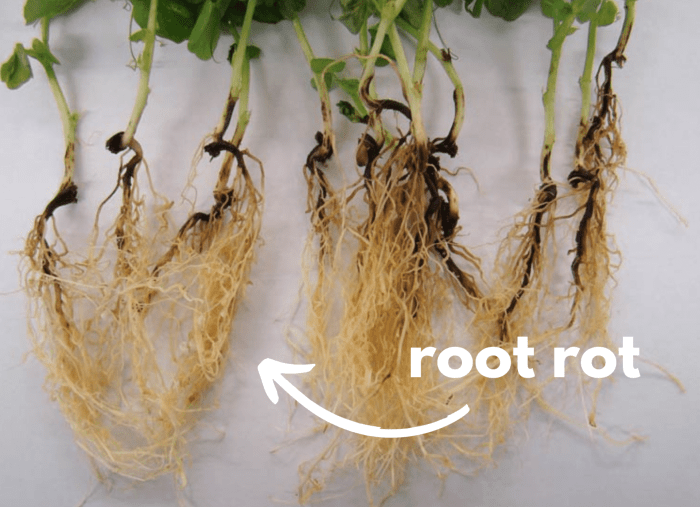 Hanging Plants Indoor | Does Root Rot Go Away: A Comprehensive Guide to Diagnosis, Treatment, and Prevention