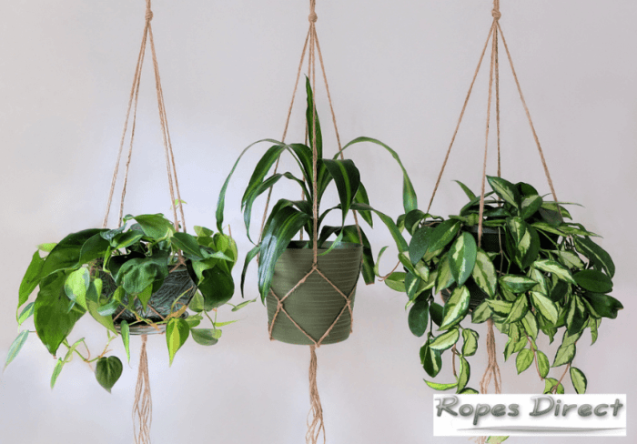 Hanging Plants Indoor | Hanging Plants with Rope: A Guide to Style, Care, and Display