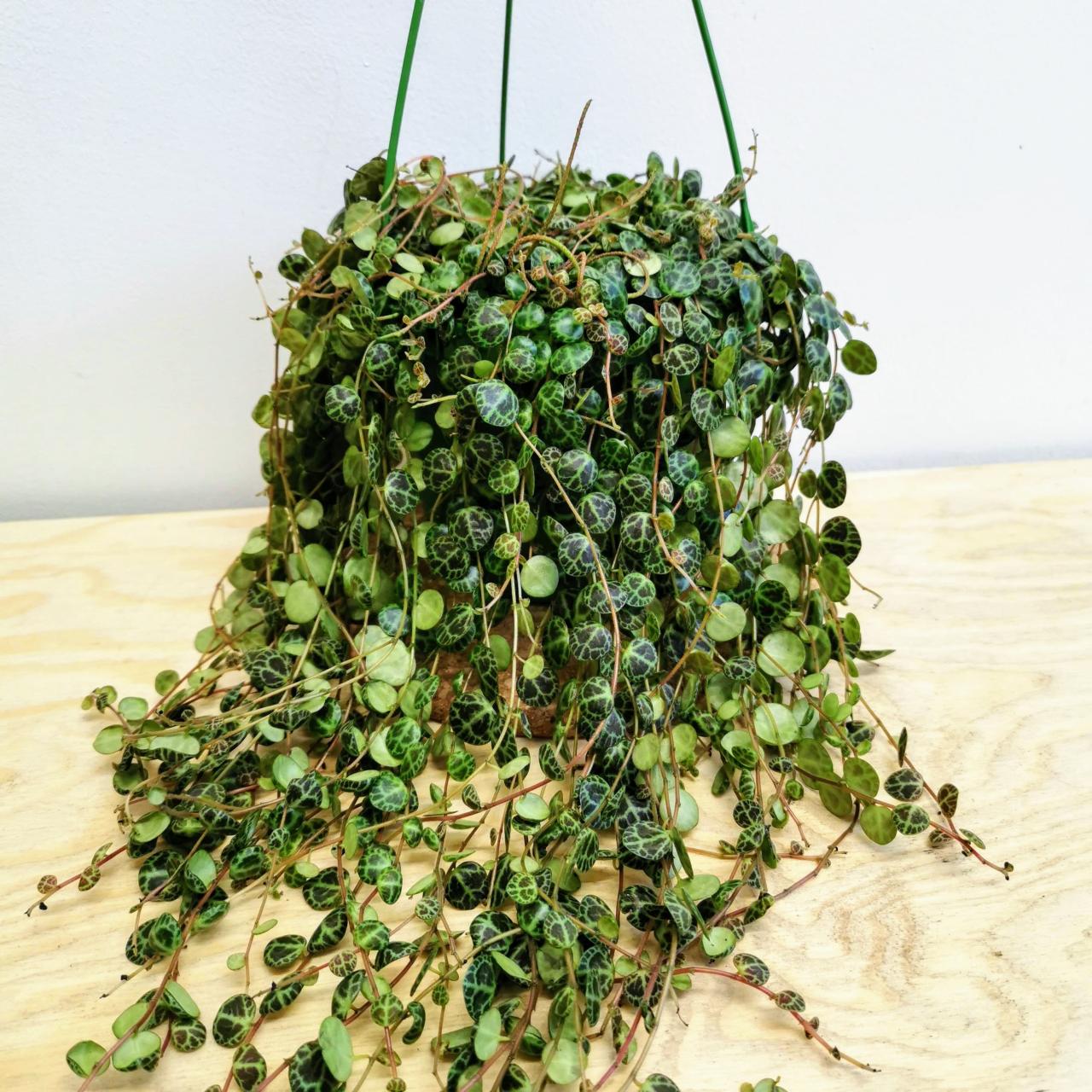 Hanging Plants Indoor | Hanging Basket Turtle Vine: A Versatile Plant for Lush Landscapes