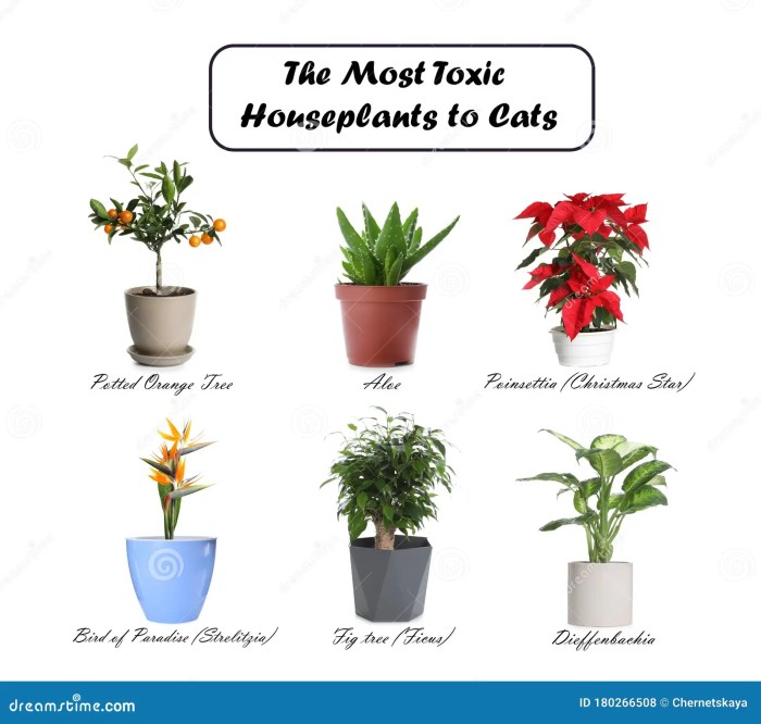 Hanging Plants Indoor | 10 Non-Toxic Hanging Plants for Cat-Friendly Homes