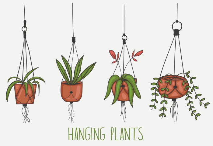 Hanging Plants Indoor | Hanging Plants Drawing: A Comprehensive Guide to Styling, Selection, and Care