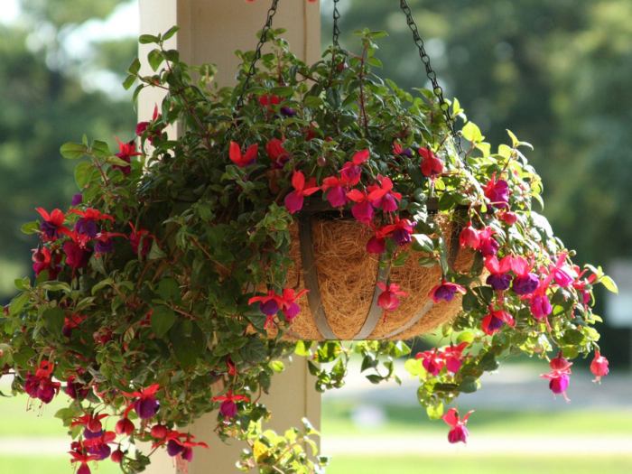 Hanging Plants Indoor | Hanging Basket Plants in Shade: A Guide to Thriving in the Shadows