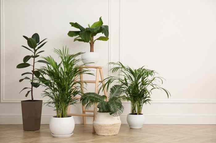 Hanging Plants Indoor | Best Draping Indoor Plants: Elevate Your Space with Cascading Greenery