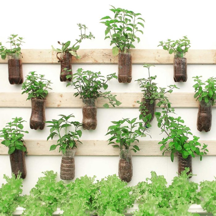 Hanging Plants Indoor | 10 Hanging Plants to Beautify Your Walls