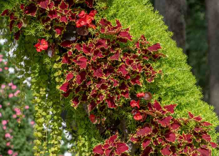 Hanging Plants Indoor | Expert Guide to Trimming Coleus Plants for Enhanced Beauty