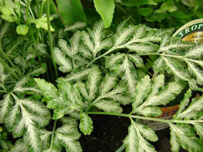 Hanging Plants Indoor | Silver Lace Fern: A Versatile Plant for Landscaping and Artistic Inspiration