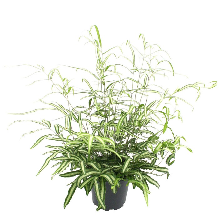 Hanging Plants Indoor | Silver Ribbon Fern: An Enchanting Plant with Graceful Foliage