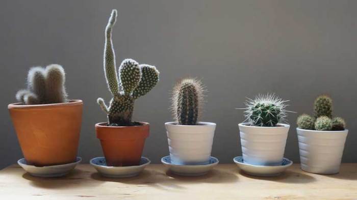 Hanging Plants Indoor | How to Care for a Small Cactus: A Guide to Thriving Tiny Pricklies