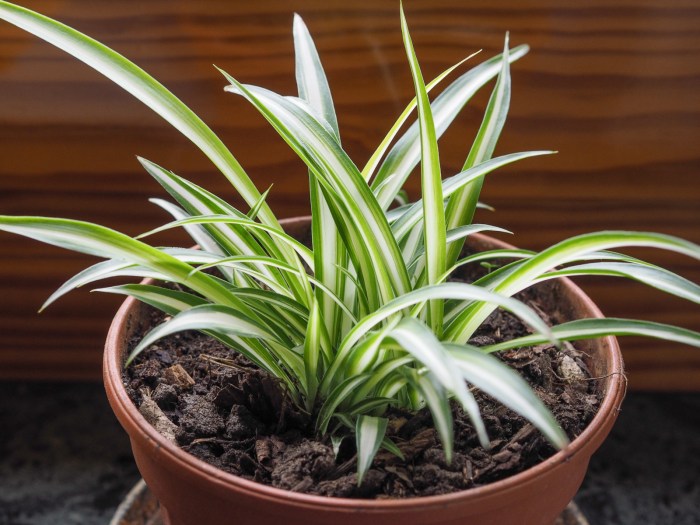 Hanging Plants Indoor | Do Spider Plants Need Sunlight? A Comprehensive Guide