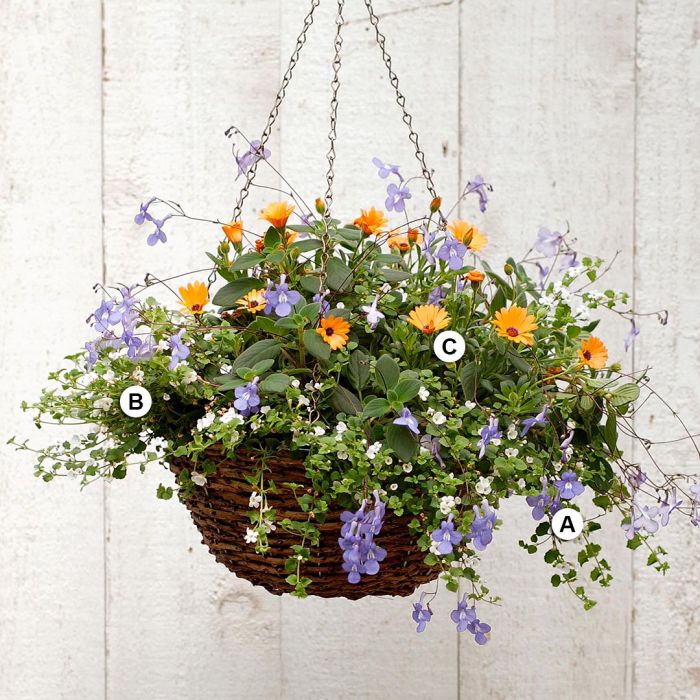 Hanging Plants Indoor | Hanging Basket Vine Plants: A Guide to Varieties, Care, and Design