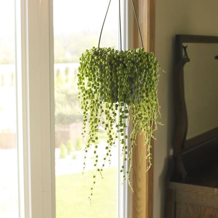 Hanging Plants Indoor | Hanging Plants with String: Creative Techniques for Stylish Decor