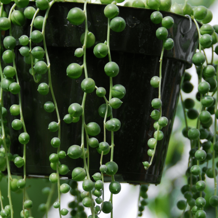 Hanging Plants Indoor | 10 Hanging Plants Pearls: A Unique Touch for Home Decor