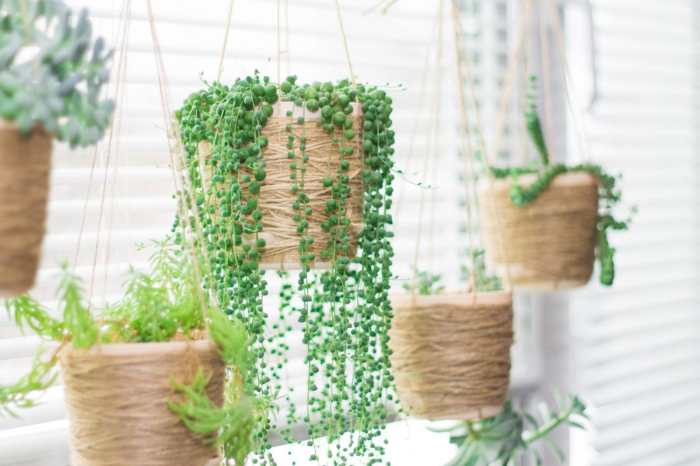 Hanging Plants Indoor | Hanging Plants That Thrive in Direct Sunlight: A Guide to Choosing and Caring for These Resilient Beauties