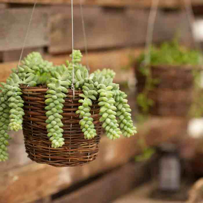 Hanging Plants Indoor | Live Indoor Hanging Plants: Transform Your Space with Greenery and Style