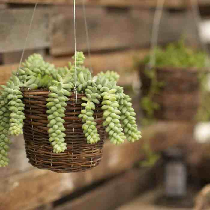 Hanging Plants Indoor | Best Indoor Hanging Succulents: A Guide to Greenery and Style