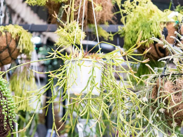 Hanging Plants Indoor | Great Hanging Plants: A Guide to Enhancing Your Home Decor
