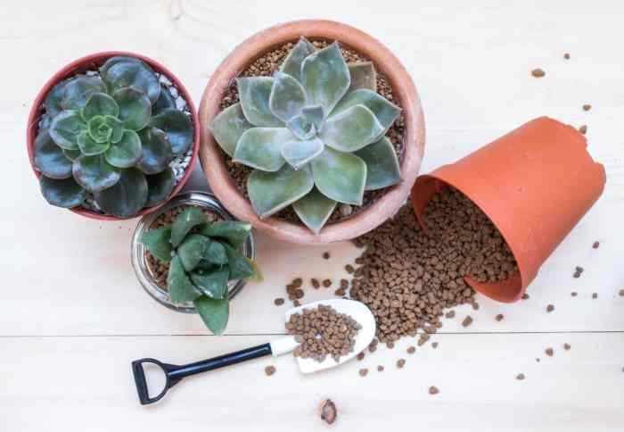 Hanging Plants Indoor | Best Soil for Succulents at Bunnings: A Comprehensive Guide