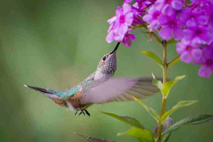 Hanging Plants Indoor | Hanging Plants: A Sweet Nectar for Hummingbirds