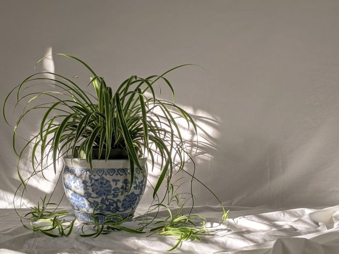 Hanging Plants Indoor | Do Spider Plants Need Sunlight? A Comprehensive Guide