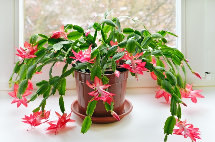 Hanging Plants Indoor | How to Care for a Christmas Cactus Plant: A Comprehensive Guide