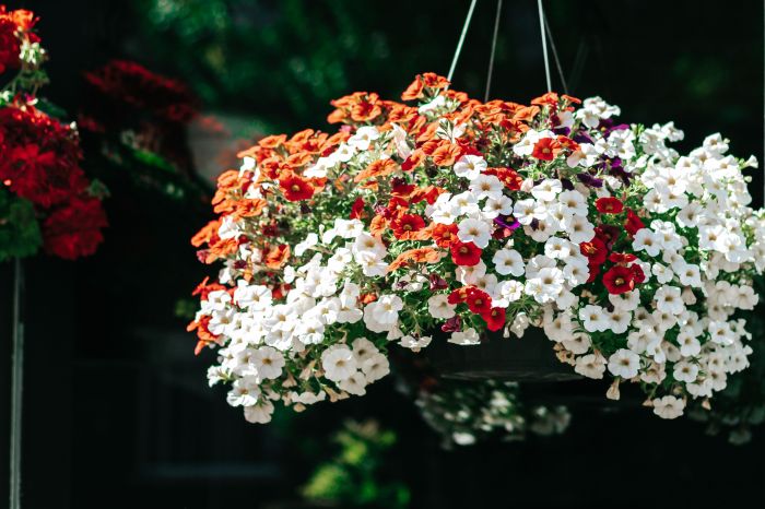 Hanging Plants Indoor | Autumn's Embrace: Adorning Hanging Baskets with Seasonal Splendor