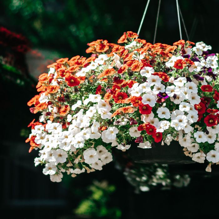 Hanging Plants Indoor | Hanging Basket Plants That Don't Need Sun: A Guide to Thriving Shade-Loving Beauties