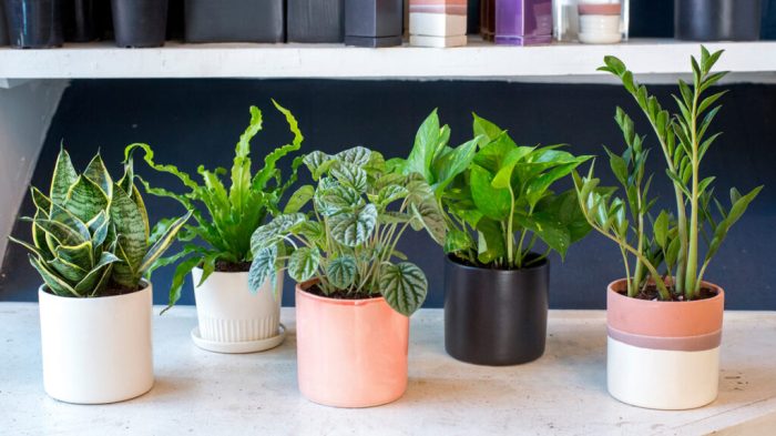Hanging Plants Indoor | Hanging Plants for Dim Spaces: A Guide to Greenery in Low-Light Environments