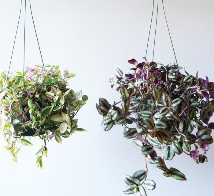 Hanging Plants Indoor | Common Hanging Houseplants: A Guide to Greenery from Above