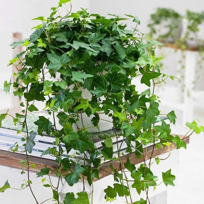 Hanging Plants Indoor | Green Trailing Plants: Enhancing Spaces with Beauty and Benefits