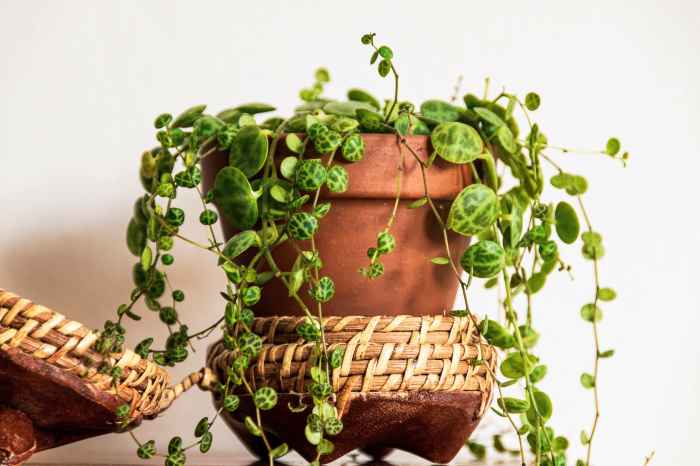 Hanging Plants Indoor | Common Trailing House Plants: Enchanting Greenery for Your Home
