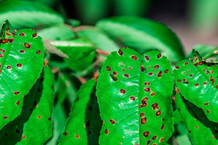 Hanging Plants Indoor | How to Treat Brown Spots on Plants: Causes, Identification, and Effective Solutions