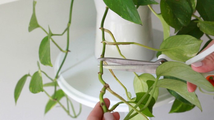 Hanging Plants Indoor | Trim Your Pothos Plant: A Guide to Healthy Growth and Aesthetics