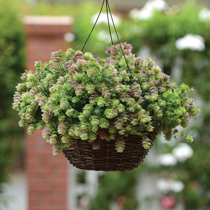Hanging Plants Indoor | Hanging Basket House Plants: A Guide to Vertical Gardening