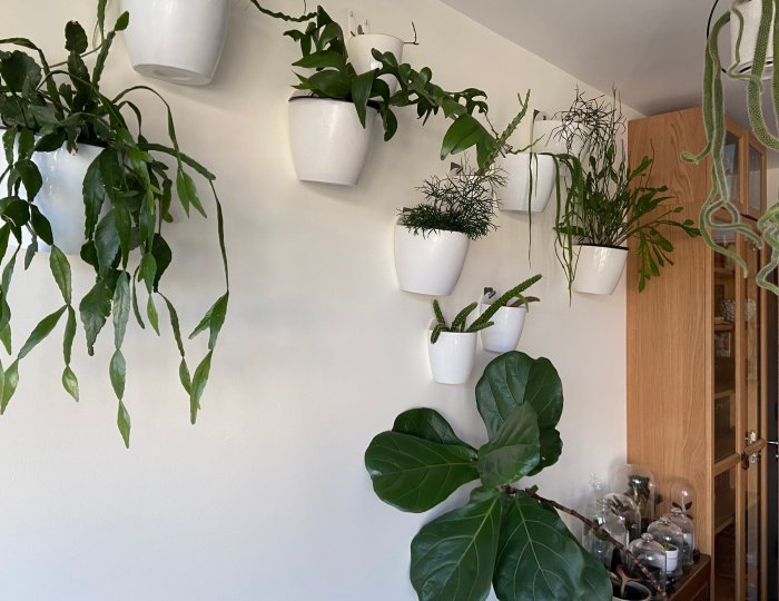 Hanging Plants Indoor | Hanging Plants Without Drilling: Creative and Practical Solutions