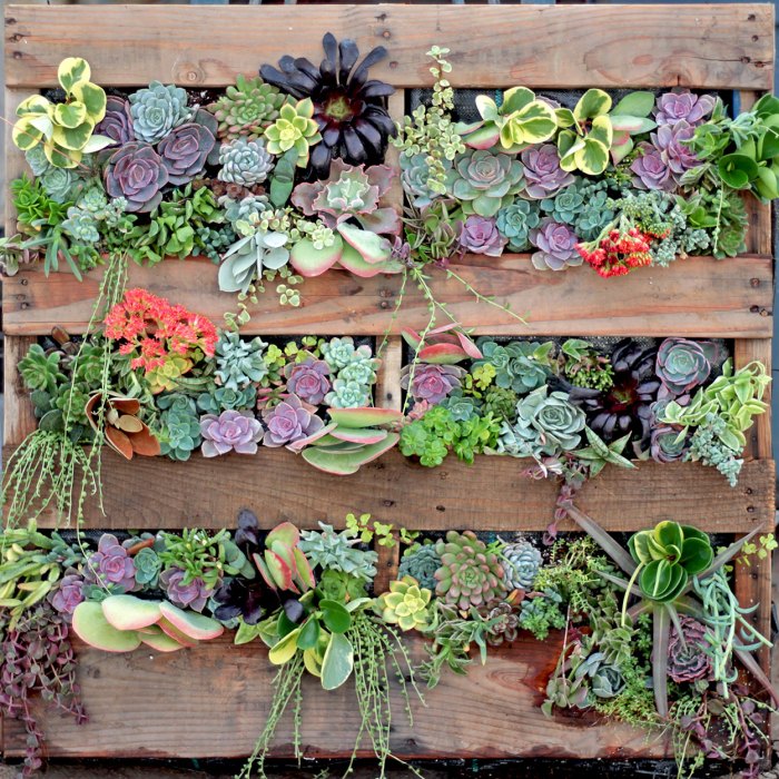 Hanging Plants Indoor | Succulent Wall Planter Indoor: Space-Saving Decor with Health Benefits