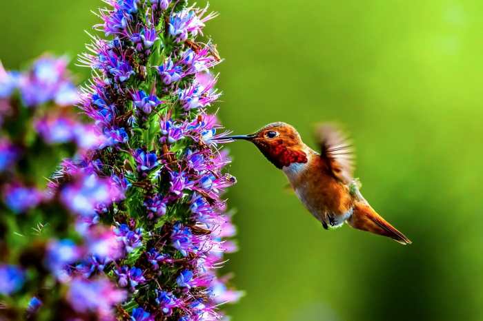 Hanging Plants Indoor | 10 Hanging Plants to Enchant Hummingbirds and Butterflies