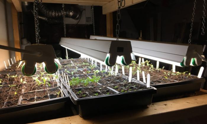 Hanging Plants Indoor | Hanging Grow Lights: Optimizing Indoor Plant Growth